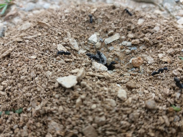 Anthill