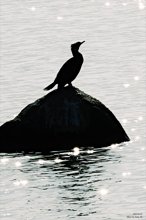 wing, beak Hintergrundbilder