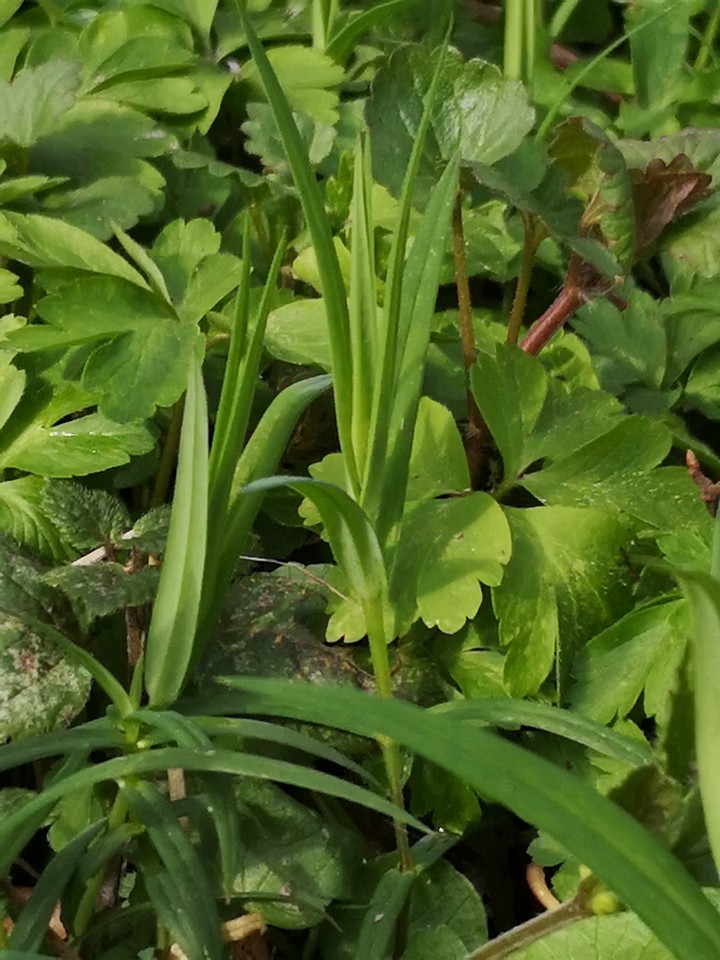 Waldboden