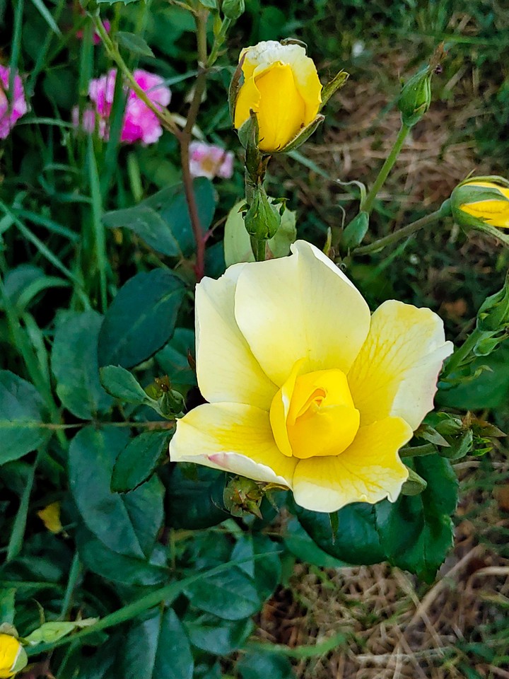Flowers