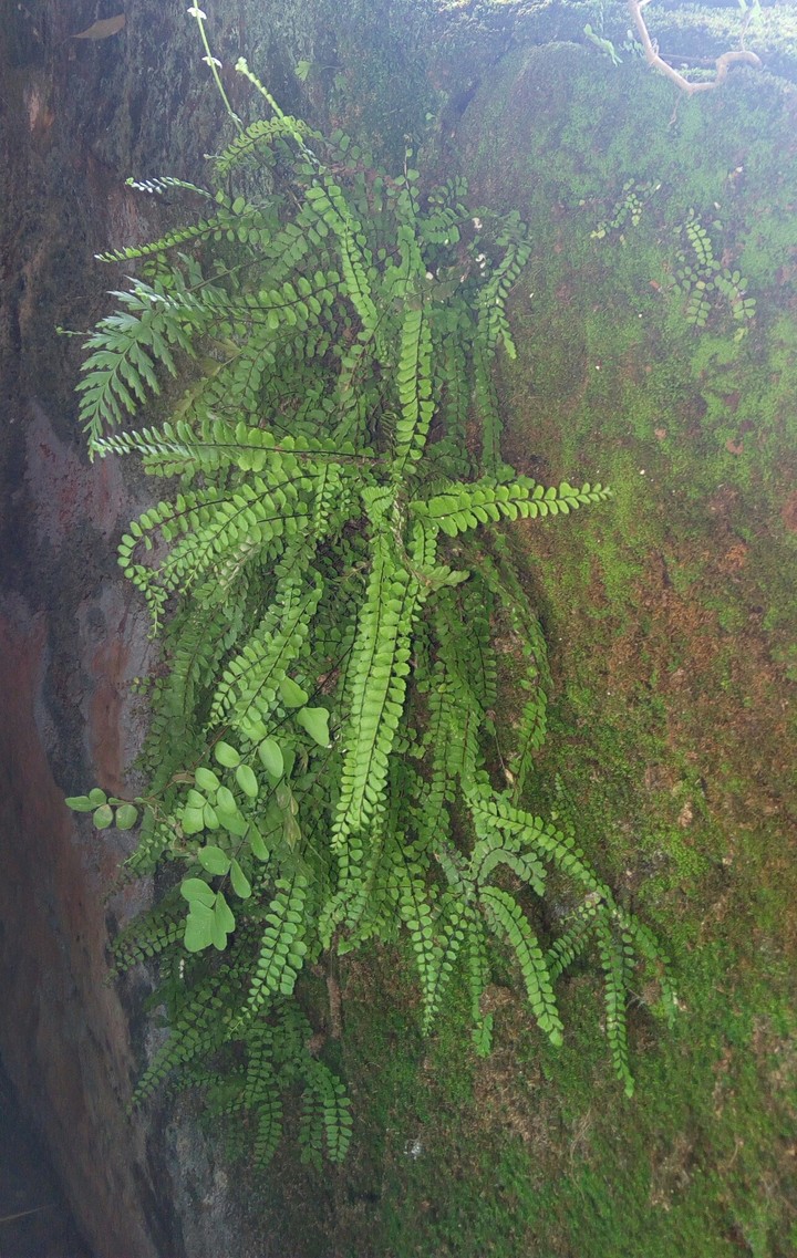 Fern