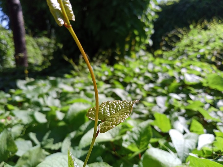 fascinating blurry green