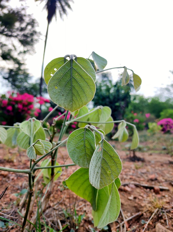 Plant