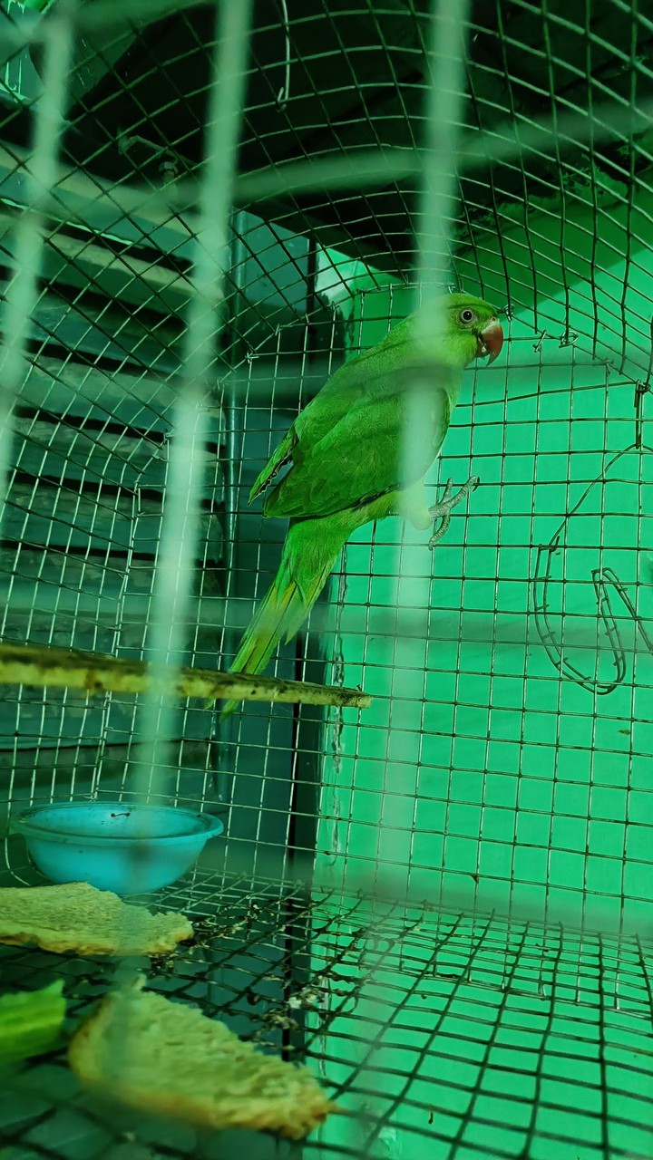 bird parrot in a cage.