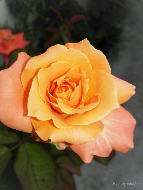 rose