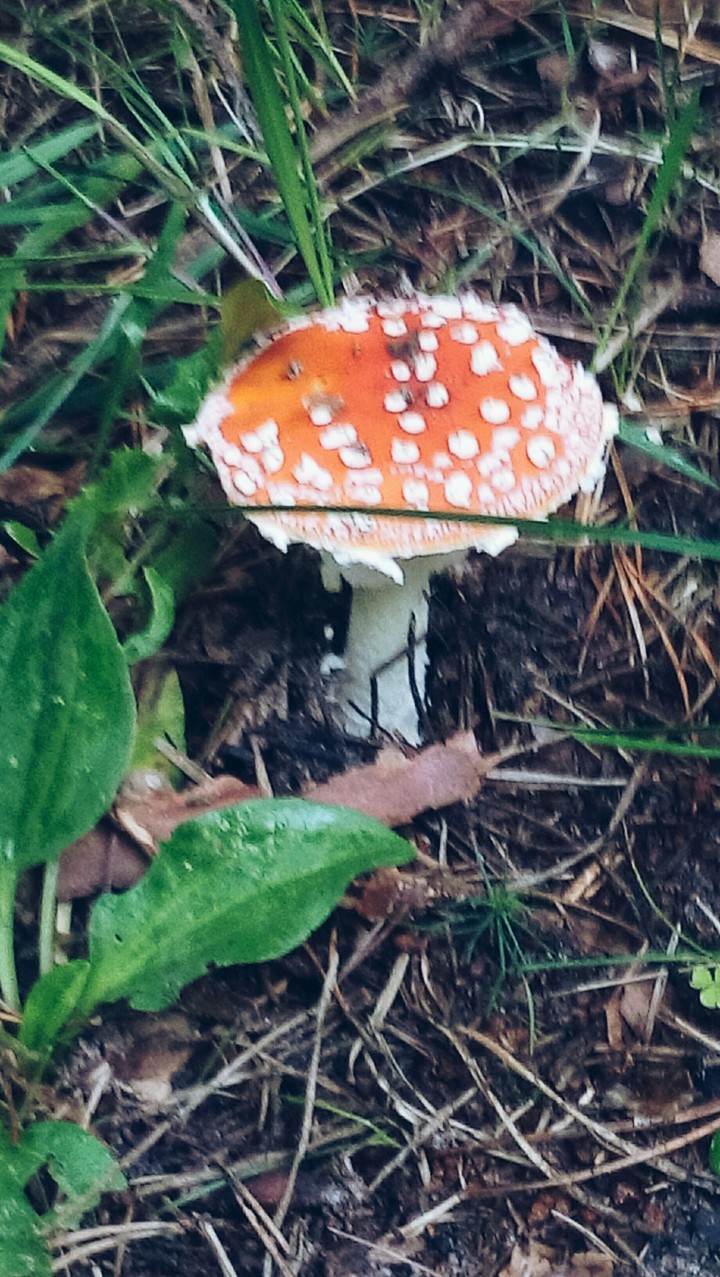 grzyb
