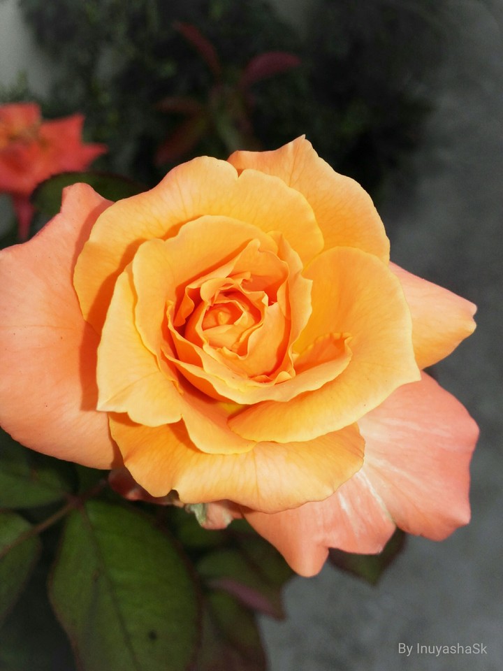 rose