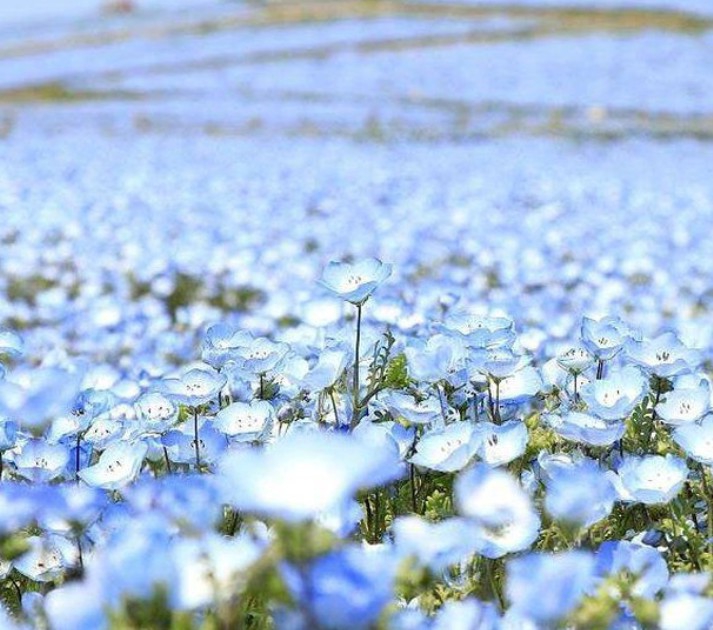 blossom