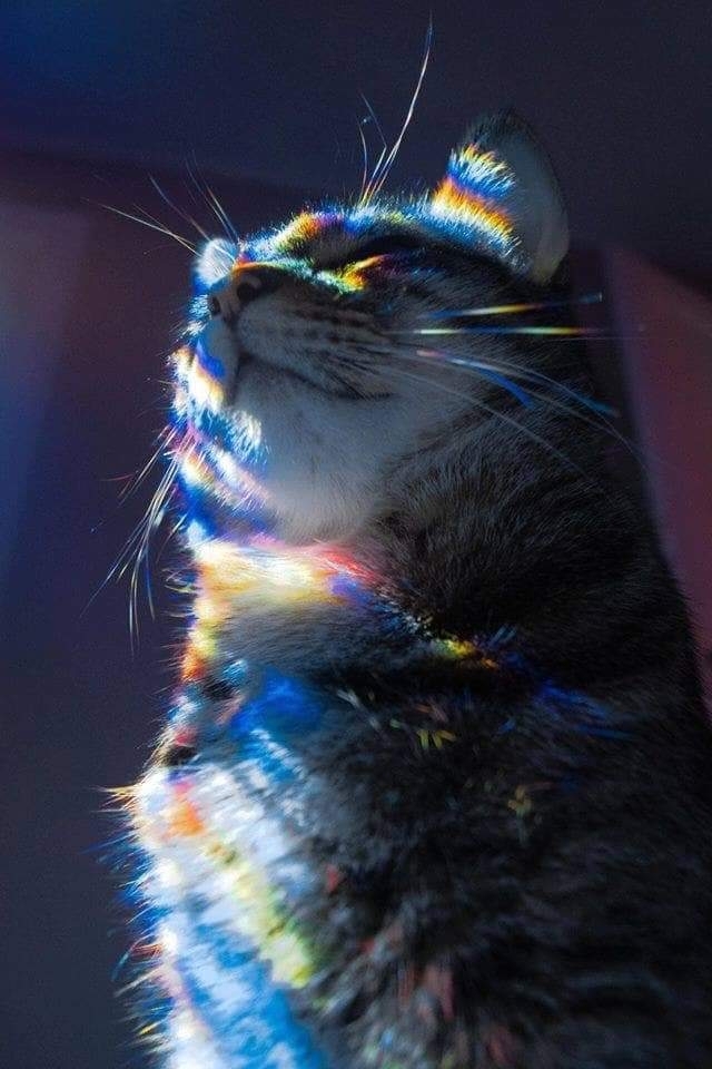 Smelly Cat