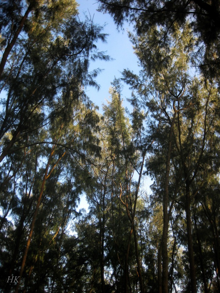 trees