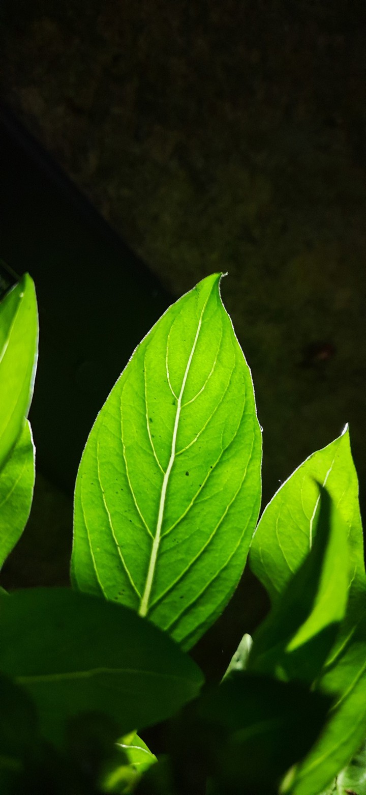 Green Photography