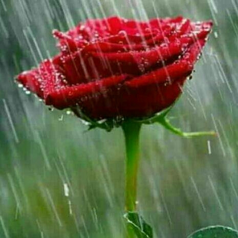 rose