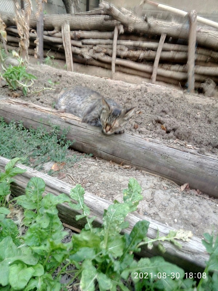 кис