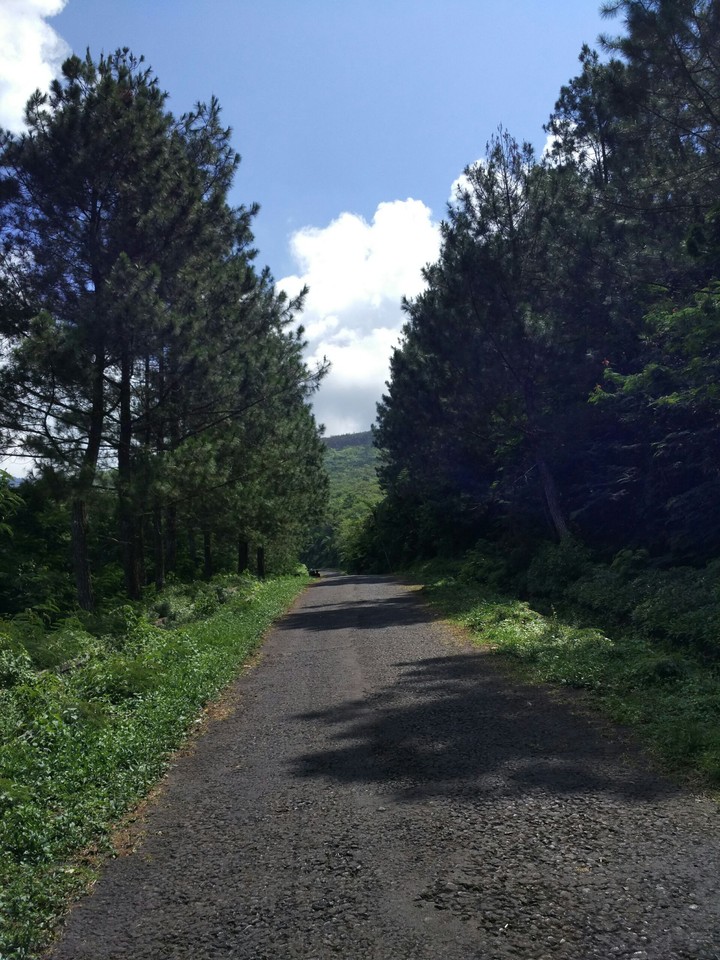 just road and tree