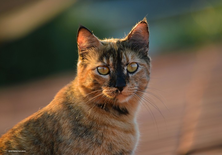 The Cat