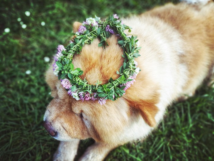 chow-chow