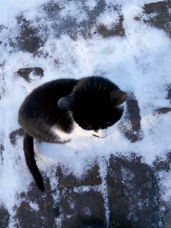 snow and cat
