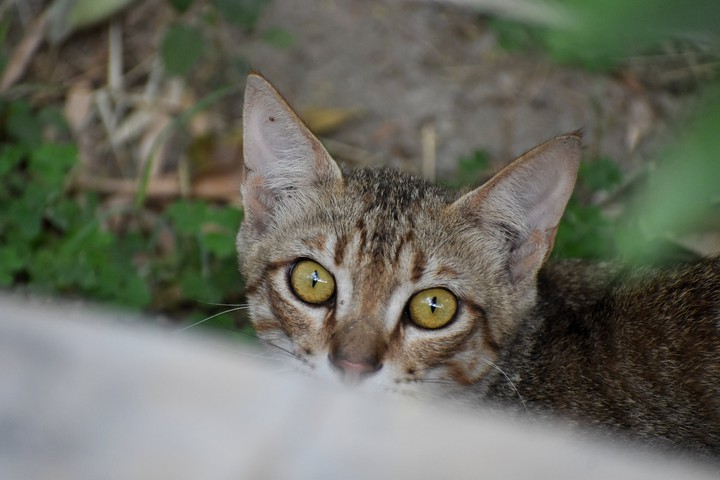 Cat's eyes