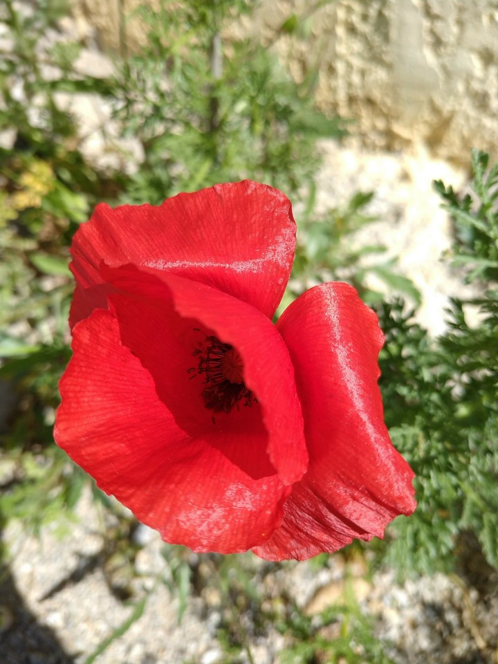 poppy flower the flower of Easter
