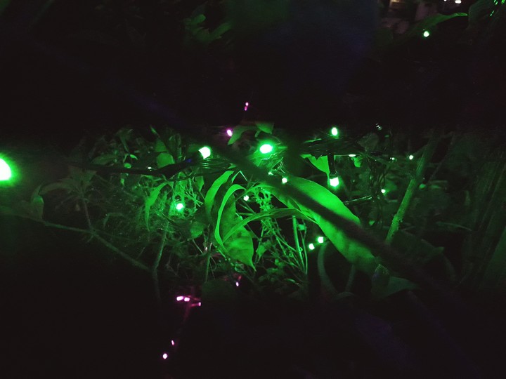 green dieali