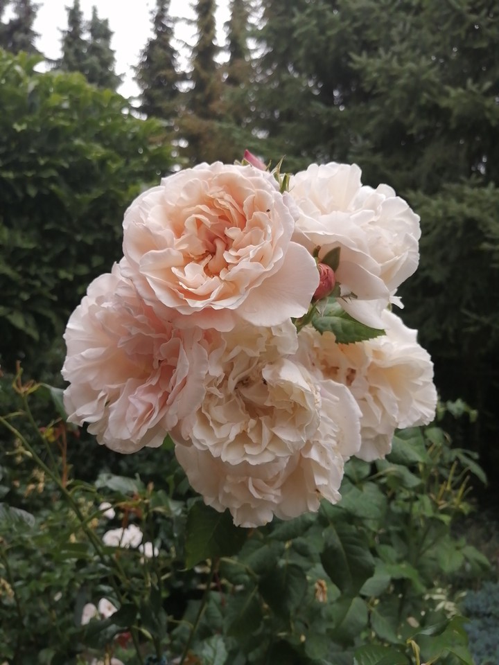 Blume