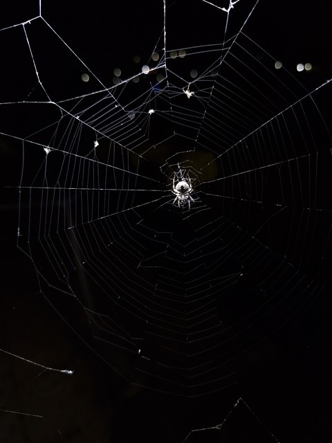 fondos de pantalla arthropod, spider