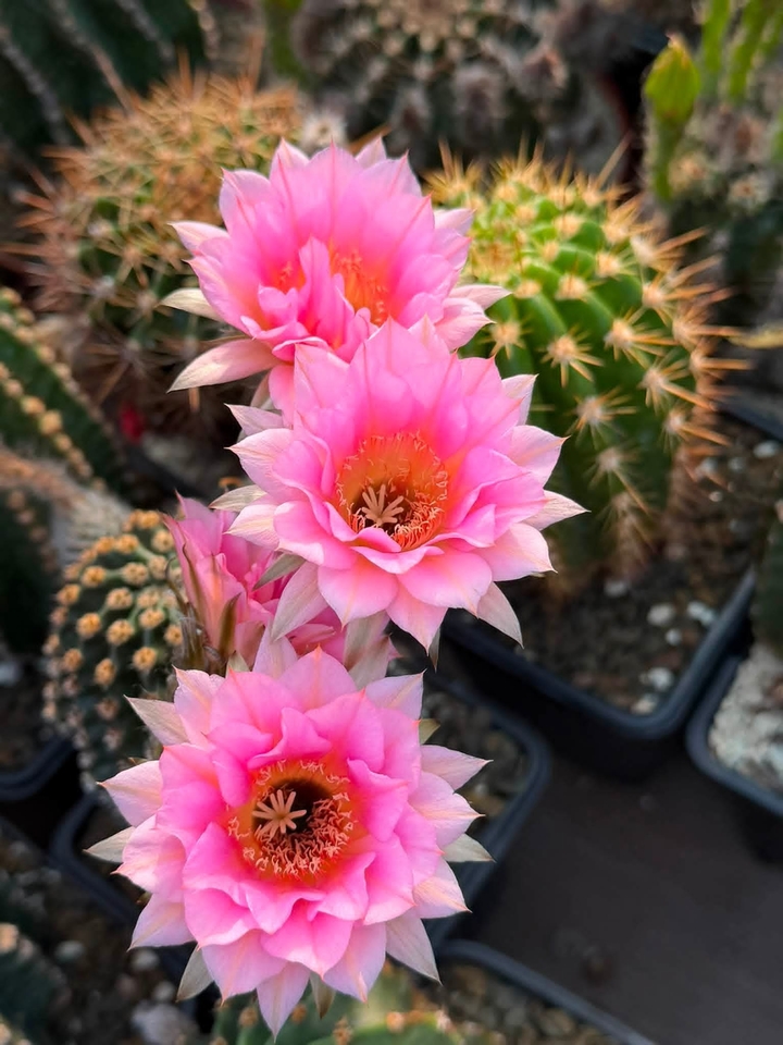 тапети petal, Cactus