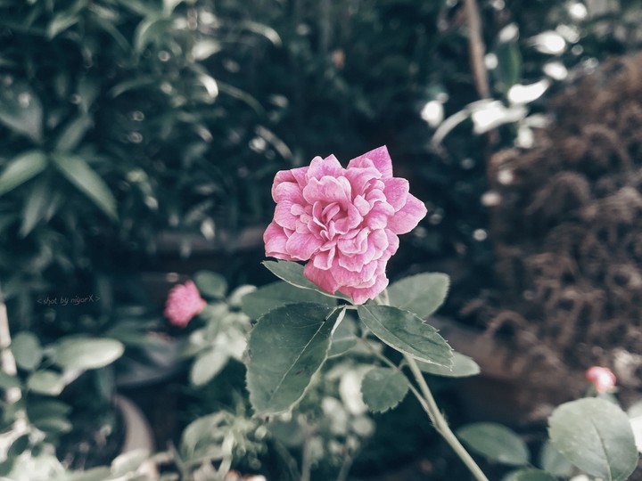 rose may be????