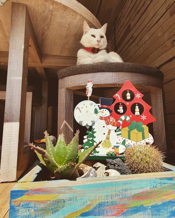 gato