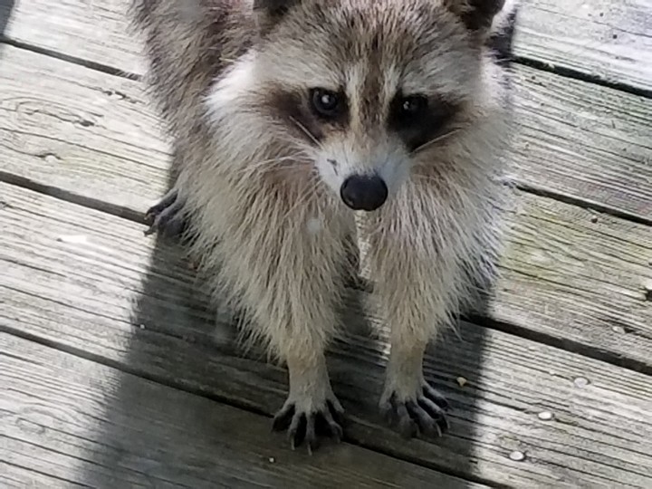 friendly bandit