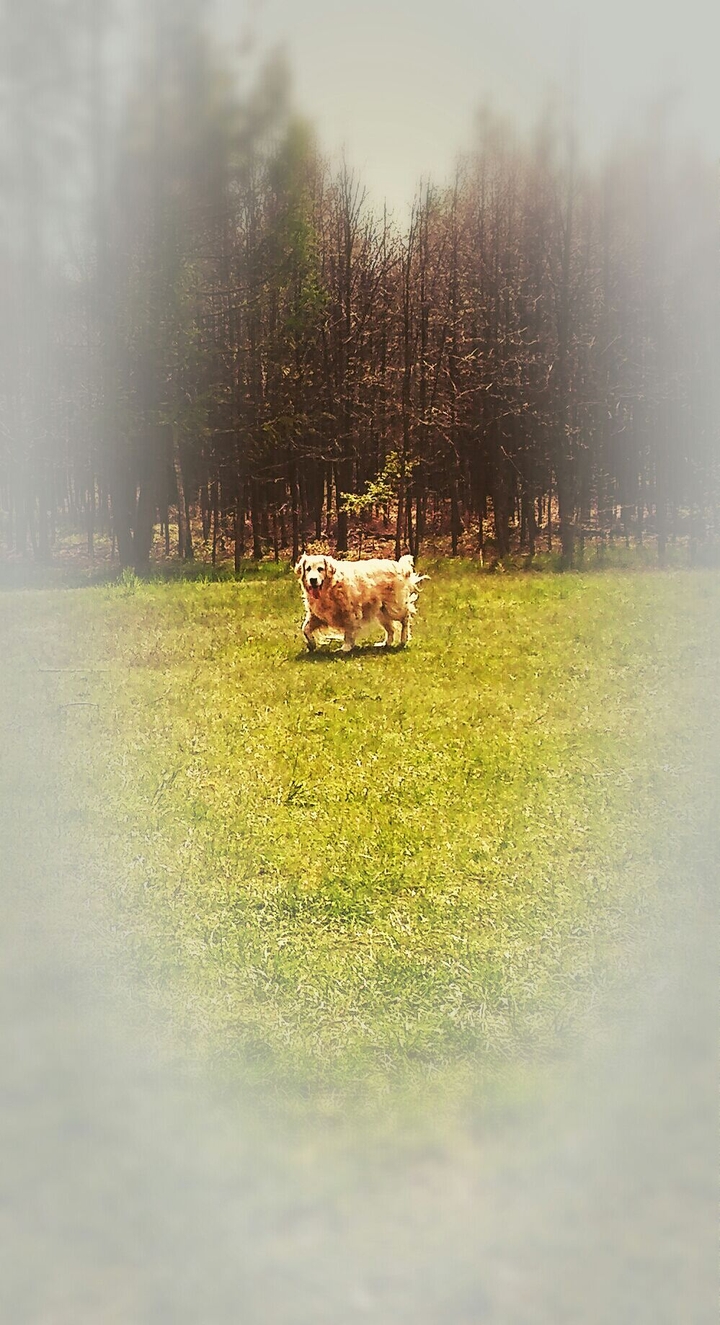 dog