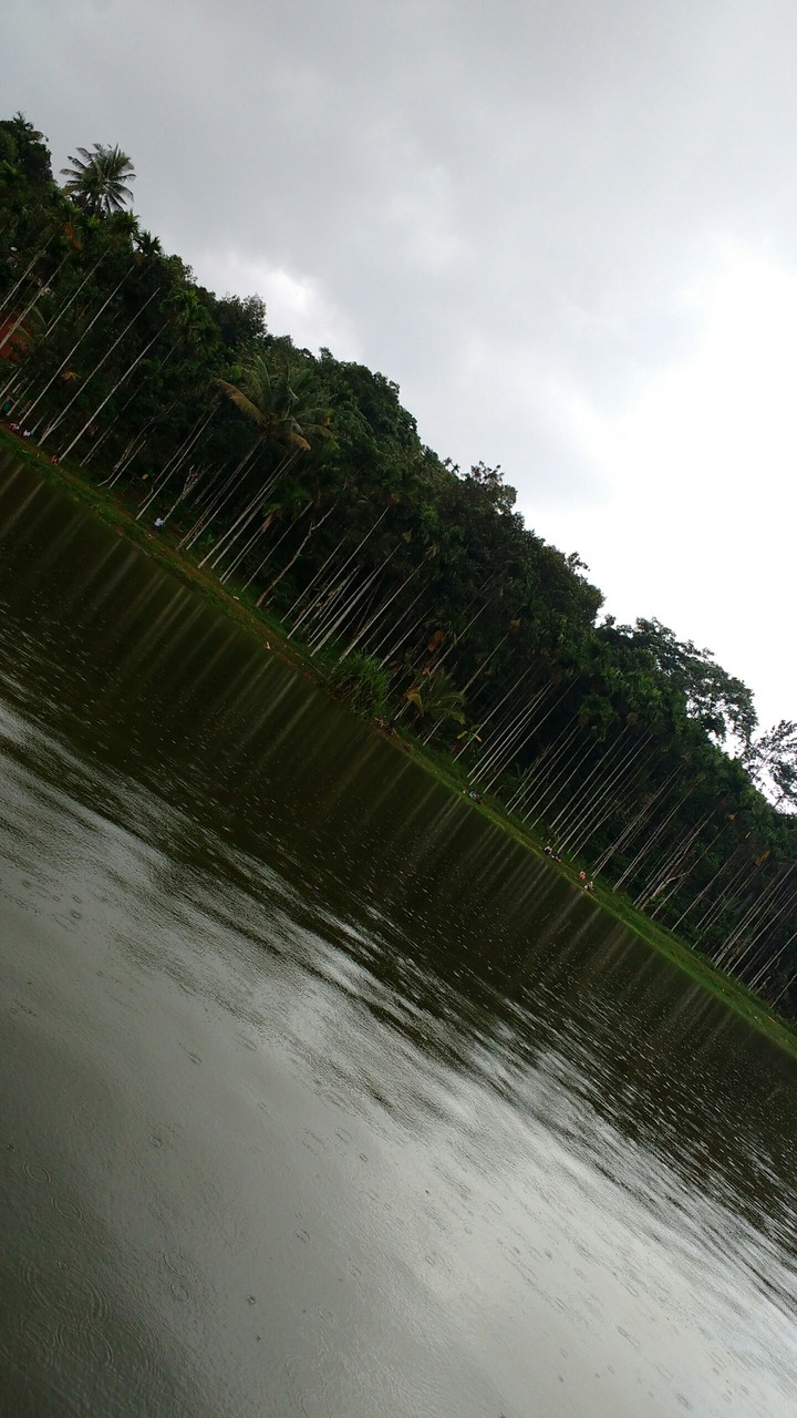 rain#drizzle#nature#green#