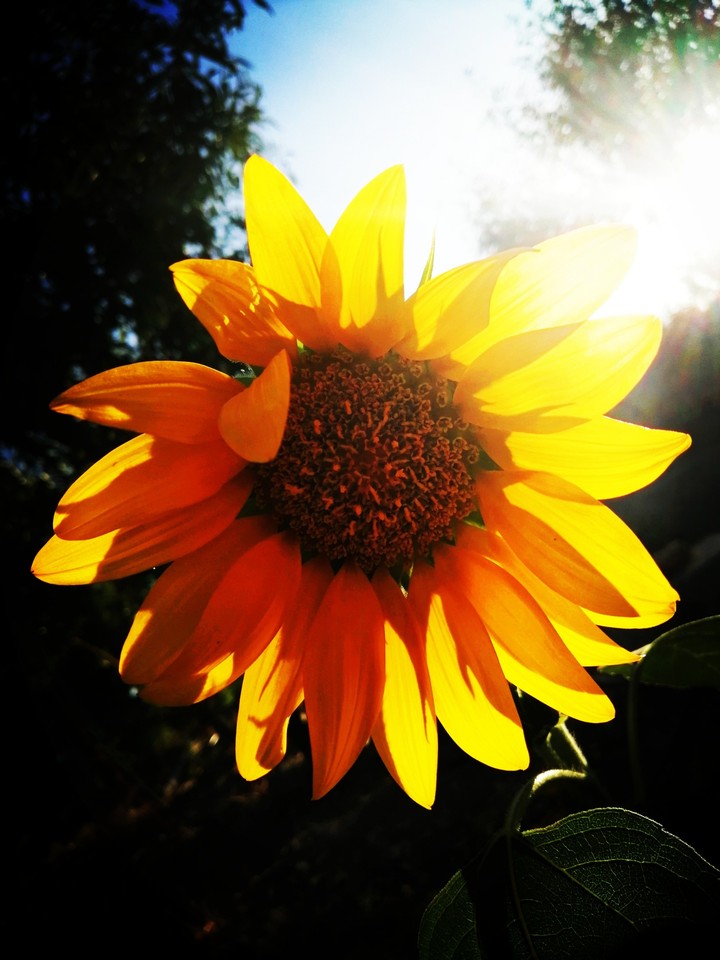 flower
