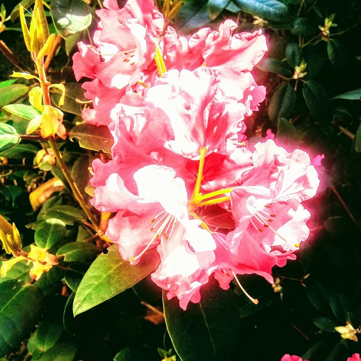 Natura