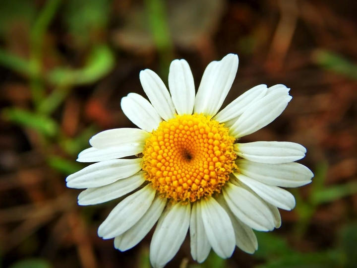 chamomile