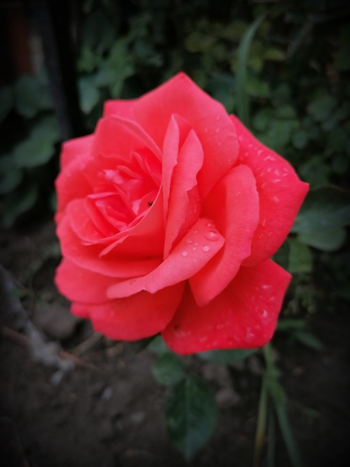 rose