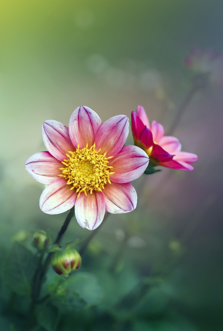 #Flower