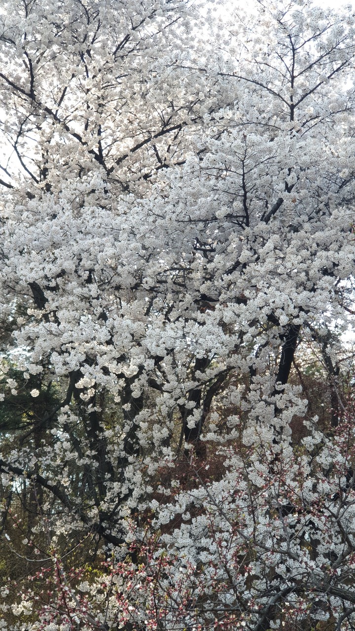 벚꽃