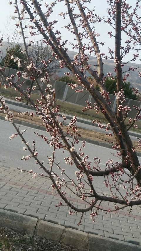 Türkiye, spring háttérképek