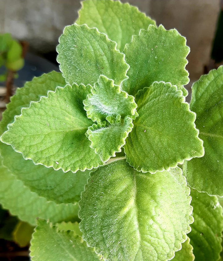 Hairy leaves