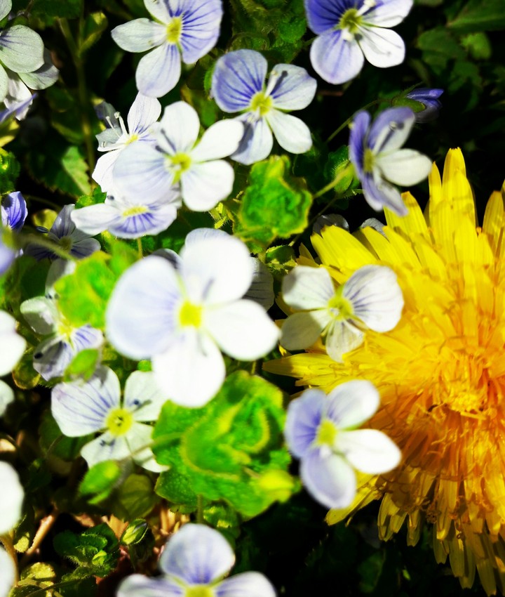 Flowers..