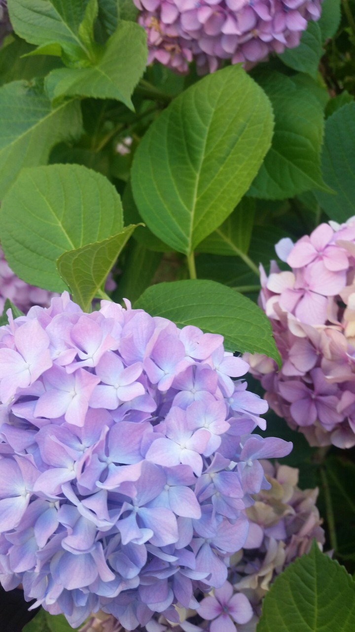 purple lilach-like flowers