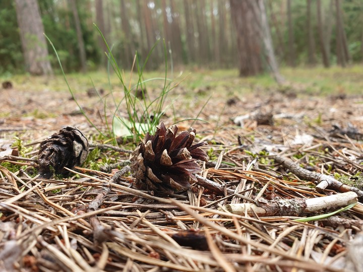 Forest