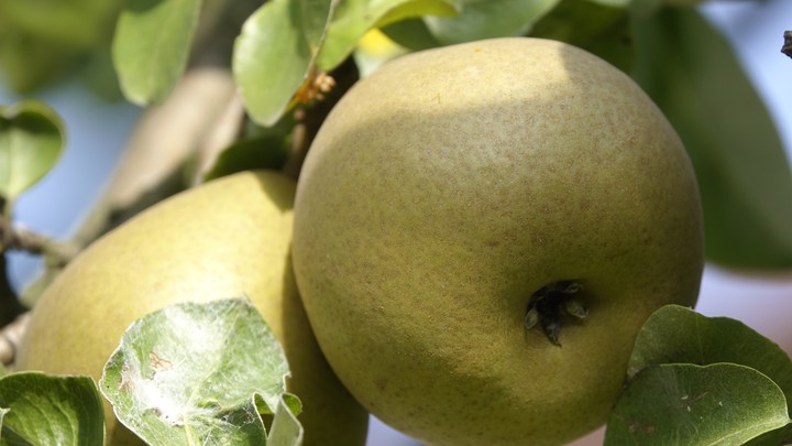 Pear