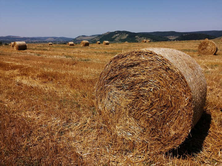 Golden fields