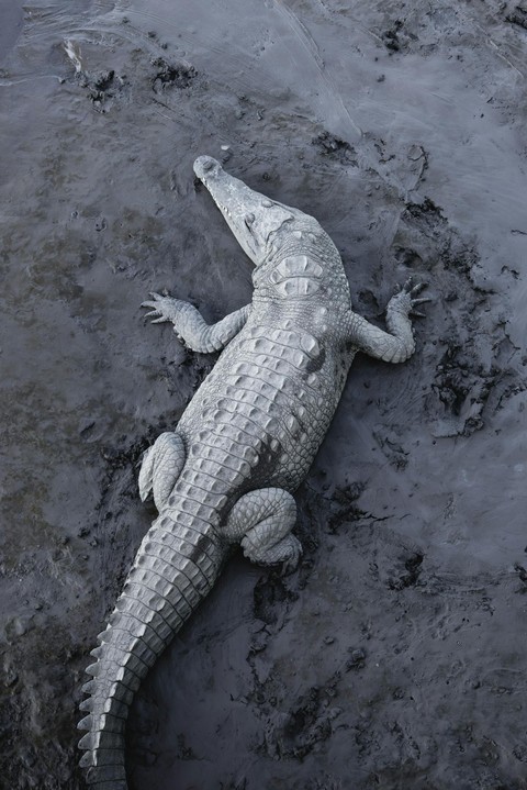 шпалери alligator, crocodilia