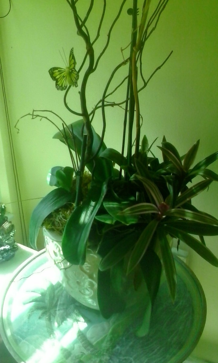 #house orchid