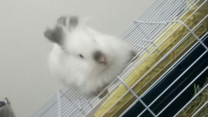 rabbit