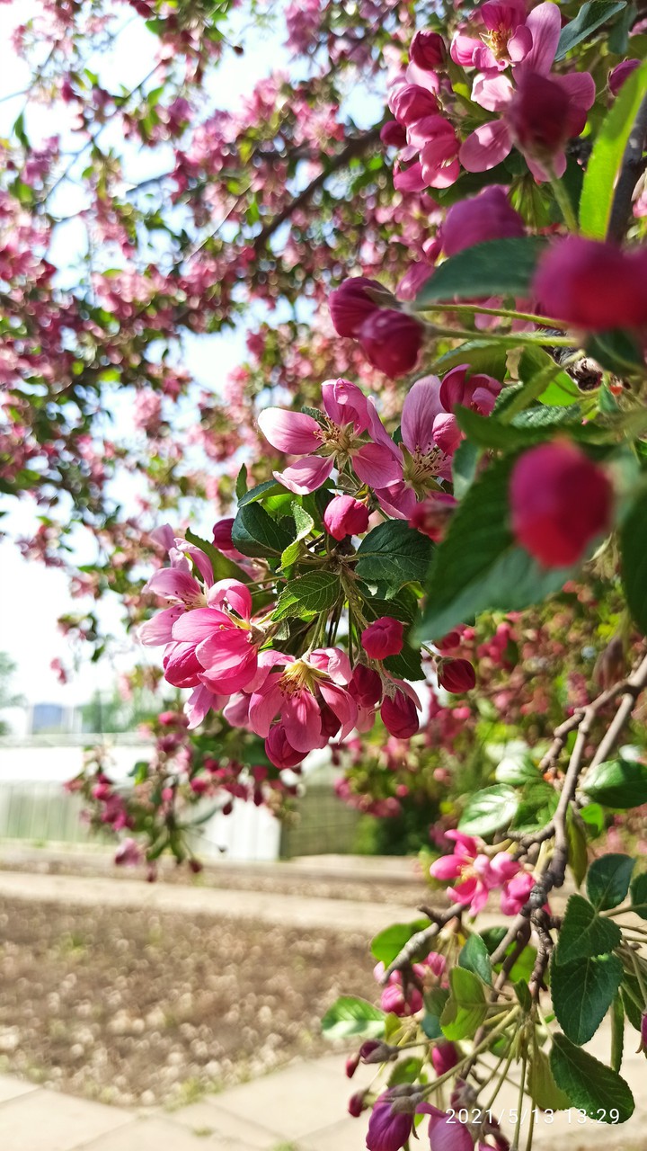 blossom