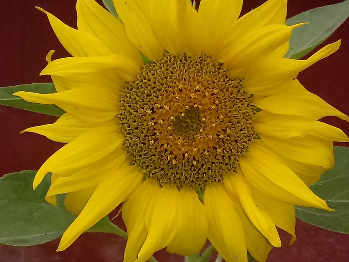 sunny